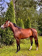 Кобыла в конкур