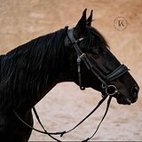 МЕРИН 170 СМ В ХОЛКЕ