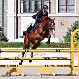 МЕРИН 7 ЛЕТ 166-167 СМ В ХОЛКЕ