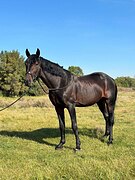 Любительский вариант