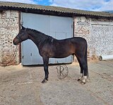 ПРЕКРАСНЫЙ УЧИТЕЛЬ