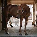 БУДЕННОВСКИЙ ЖЕРЕБЕЦ 10 ЛЕТ