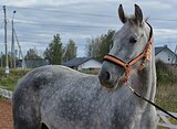 МОЛОДАЯ КОБЫЛА • ЗАЕЗЖЕНА