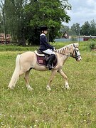Пони 1508