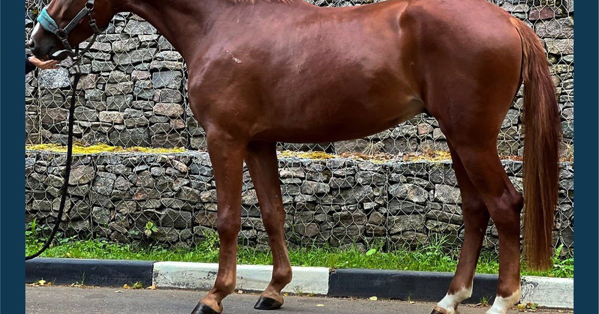 Legislation to Protect Wild Corolla Horses Introduced in US Senate EquiMed - Hor