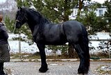 Фризский жеребец