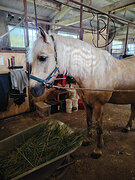 Универсальный мерин 2019г.р.