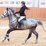 ТРАКЕНЕНСКИЙ МЕРИН 7 ЛЕТ 