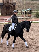 УНИВЕРСАЛЬНЫЙ ЖЕРЕБЕЦ • ВЫ