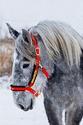 кобыла шайр