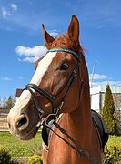 Идеальная лошадь в вольтиж