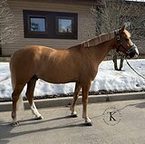 РЫЖИЙ ПОНИ 147 СМ В ХОЛКЕ