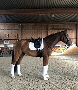 МЕРИН В ВЫЕЗДКУ