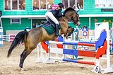 Кобыла 2019 г.р, 165 вх