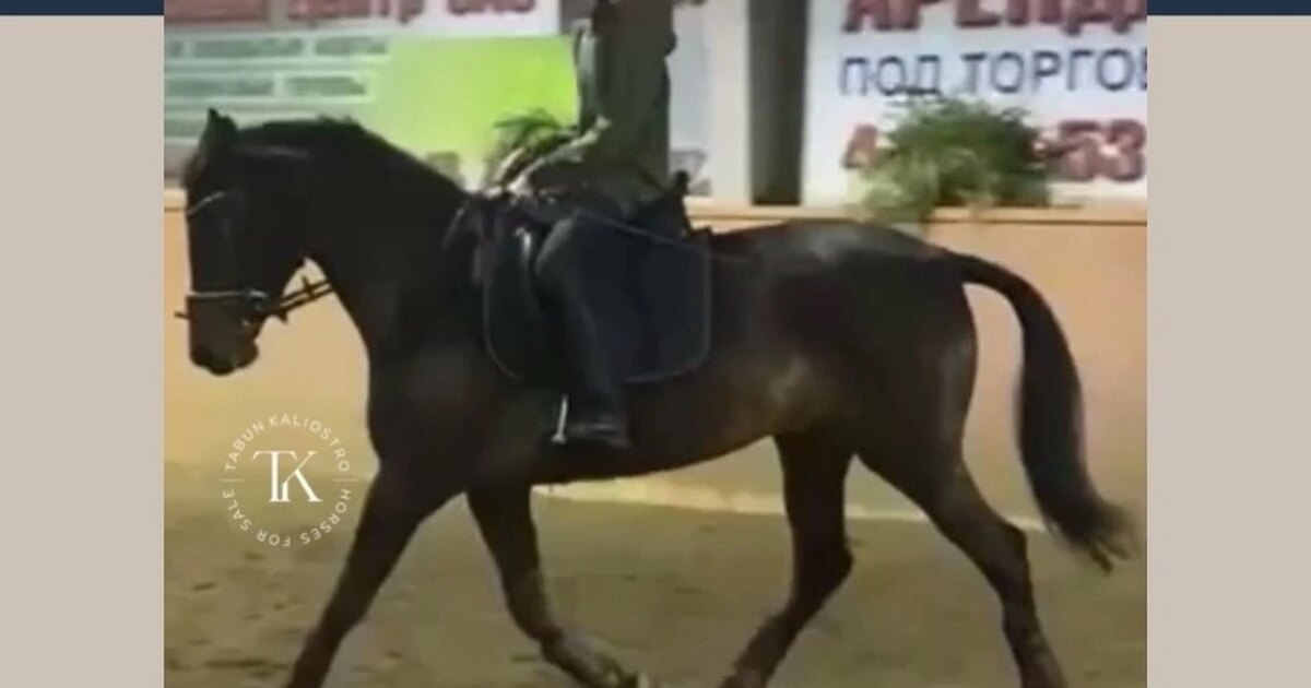 Конный спорт это