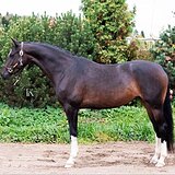 ЗВЕЗДНАЯ РОДОСЛОВНАЯ