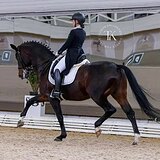 ЖЕРЕБЕЦ В РАЗВЕДЕНИЕ