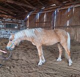 Пони в детский спорт 
