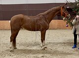 Мерин 2016