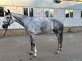 Кобыла 