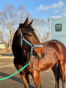 Жеребец помесь