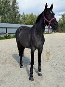 Под любого всадника 