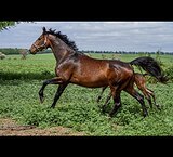 Кобыла импорт 175 в/х