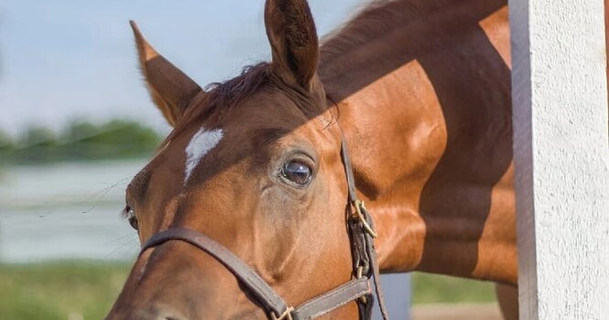 Размножение лошадей. Спаривание лошадей. Спа́ри́ва́ние ло́ша́ди. Лошади спариваются. Саша лазарева блэк хорс.