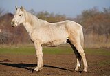 Тяжеловозная помесь 