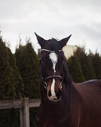 Мерин 