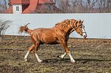 Высокий жеребец