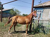 Молодая кобыла•оповожена