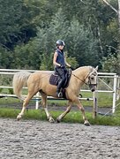 Универсальный мерин , 7 лет