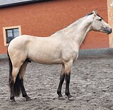 Золотой андалуз 