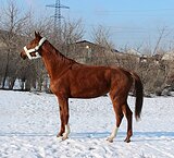 Кобыла 2018 гр, 178 вх