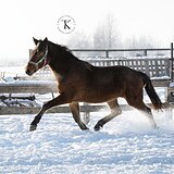 В ШПРИНТЕ ДО 135 СМ