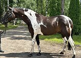 ЛАСКОВЫЙ ПЕГИЙ