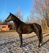 полукровная кобыла в спорт