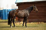 Кобыла 