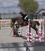 Буденновская конкурная коб