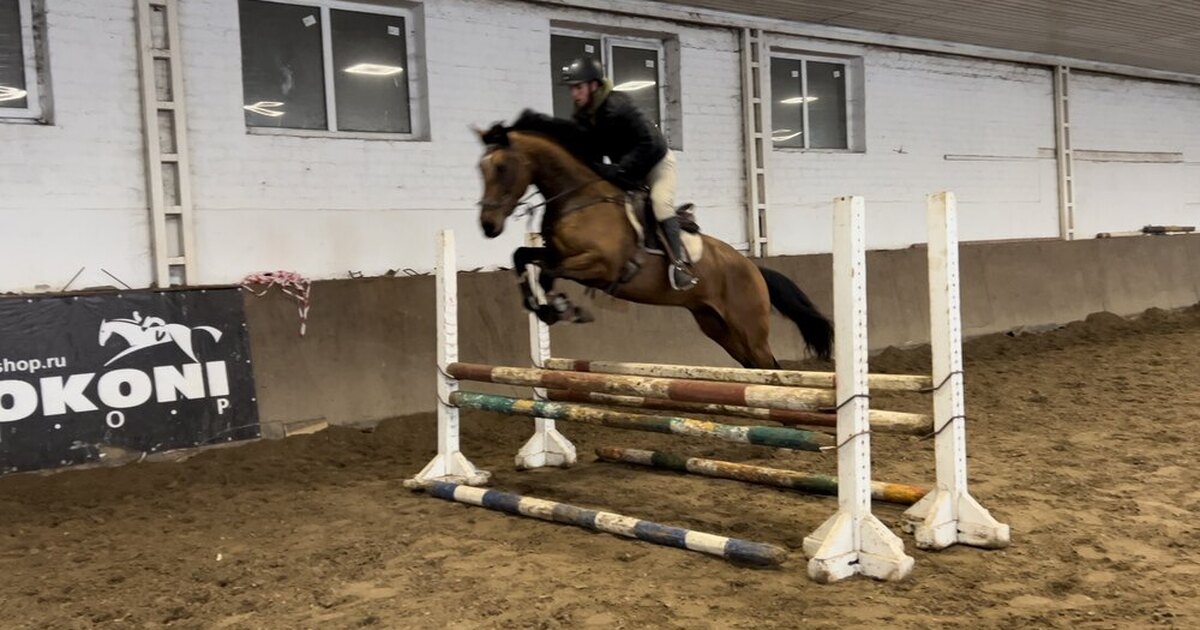 верховая езда. конкур конный спорт. лошадь для детей. конный спорт для детей. верховая езда.