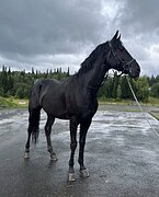 МЕРИН В КОНКУР/ТРОЕБОРЬЕ