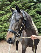 МЕРИН РЕДКОЙ МАСТИ