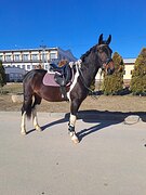 Мерин 