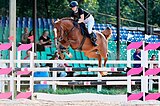 Кобыла 2018 гр в спорт 