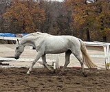 МЕРИН ПОД НАЧИНАЮЩИХ