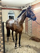 Бенеспойер ЭЙЧ