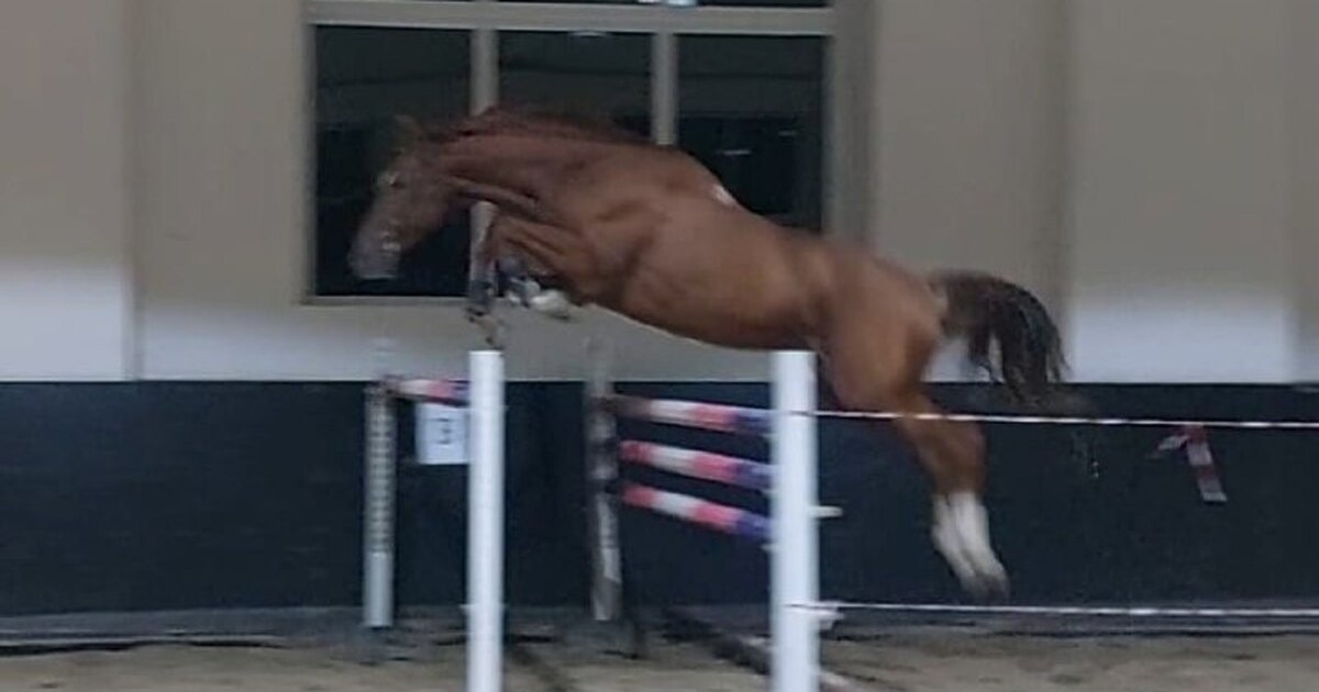 Конный спорт кроссворд