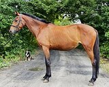 Кобыла помесь