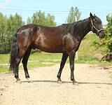 Бронебойный мерин